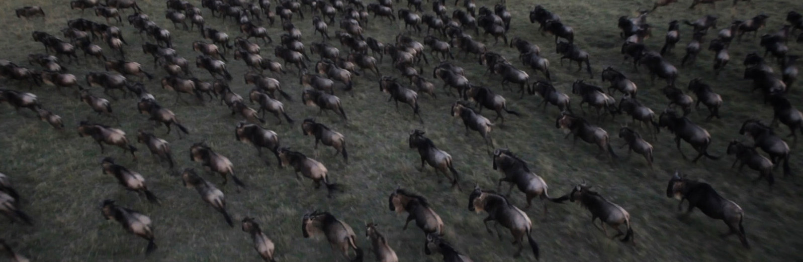 Aerial of wildebeest migration across the Mara plains
