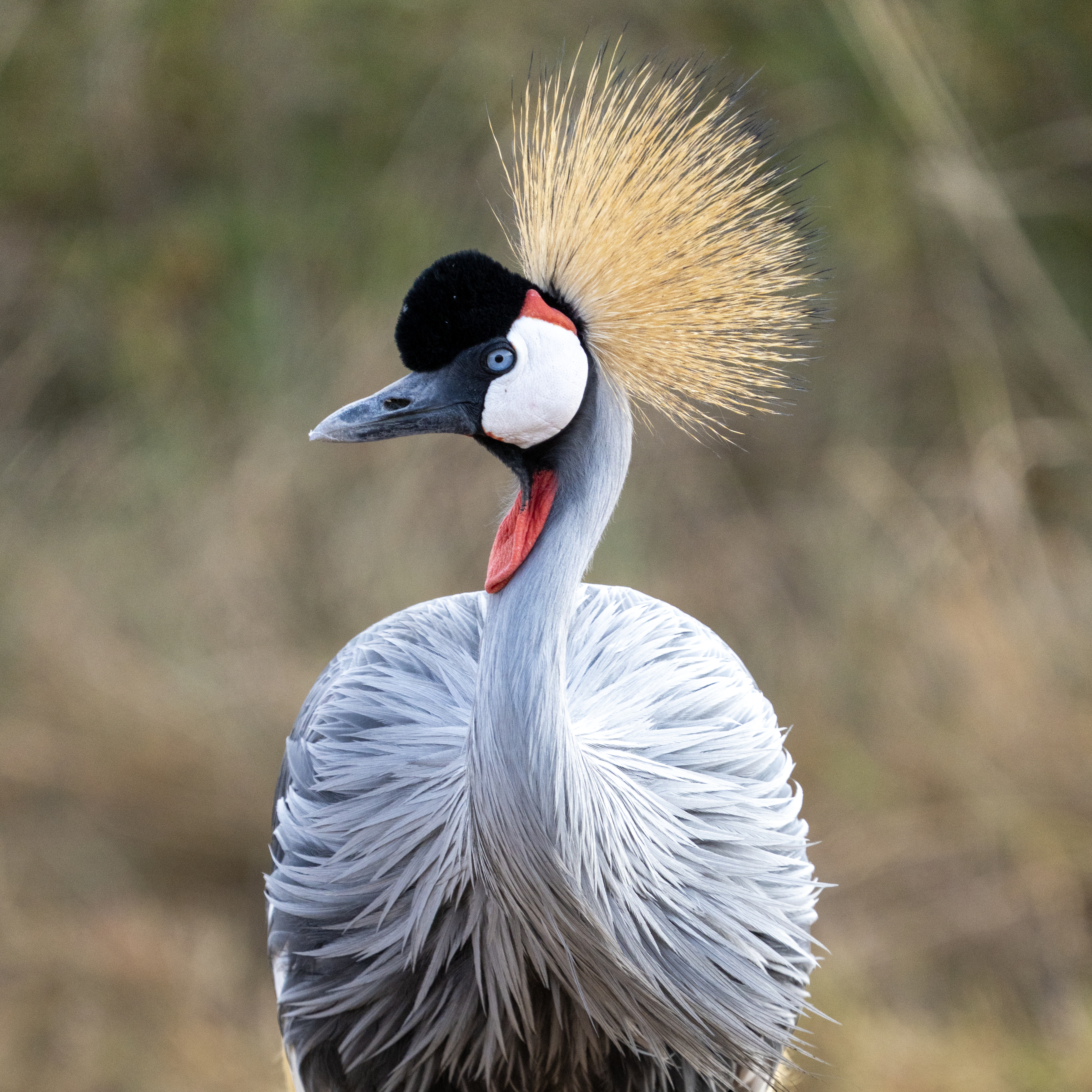 Long-lens wildlife stock footage from Kenya