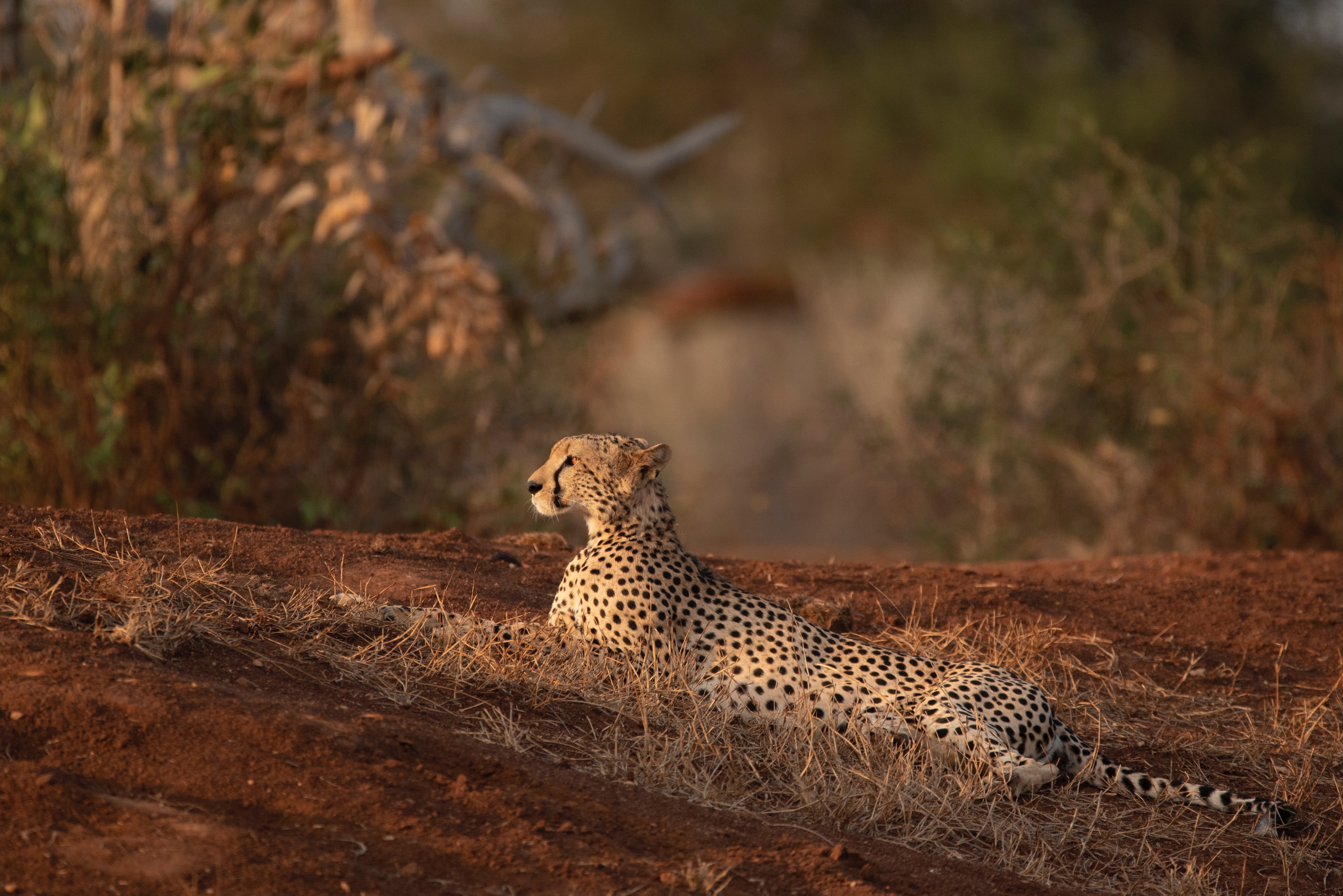 Cheetah standing on a termite mound at first light, surveying the Mara