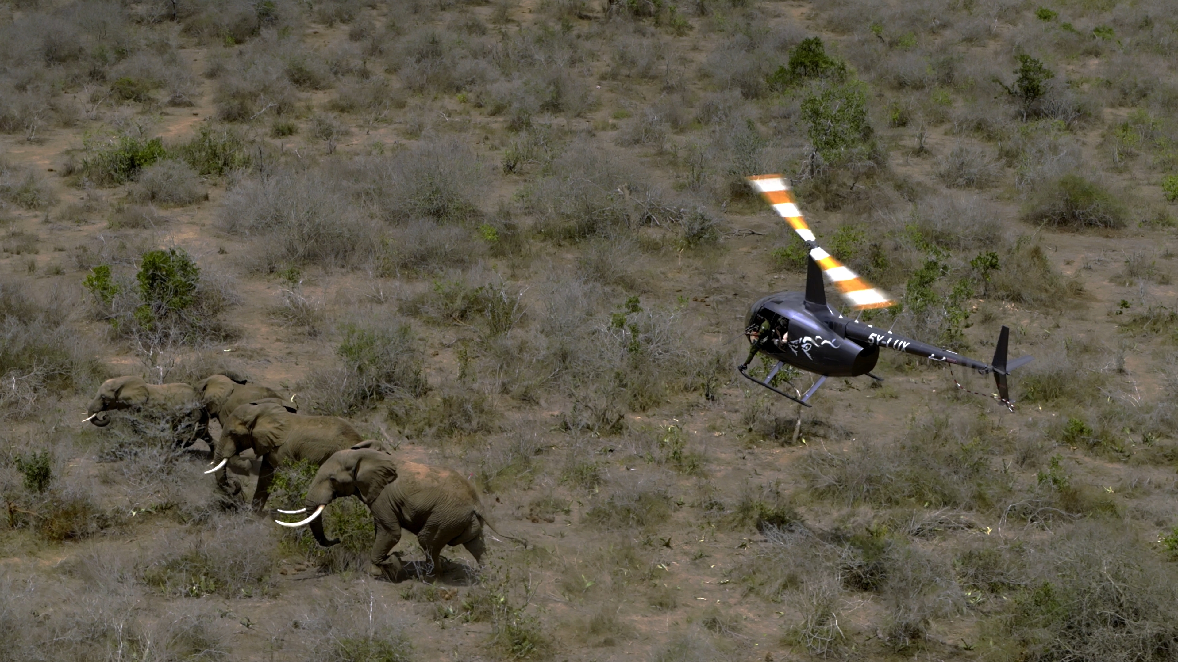 Aerial wildlife pass at sunset