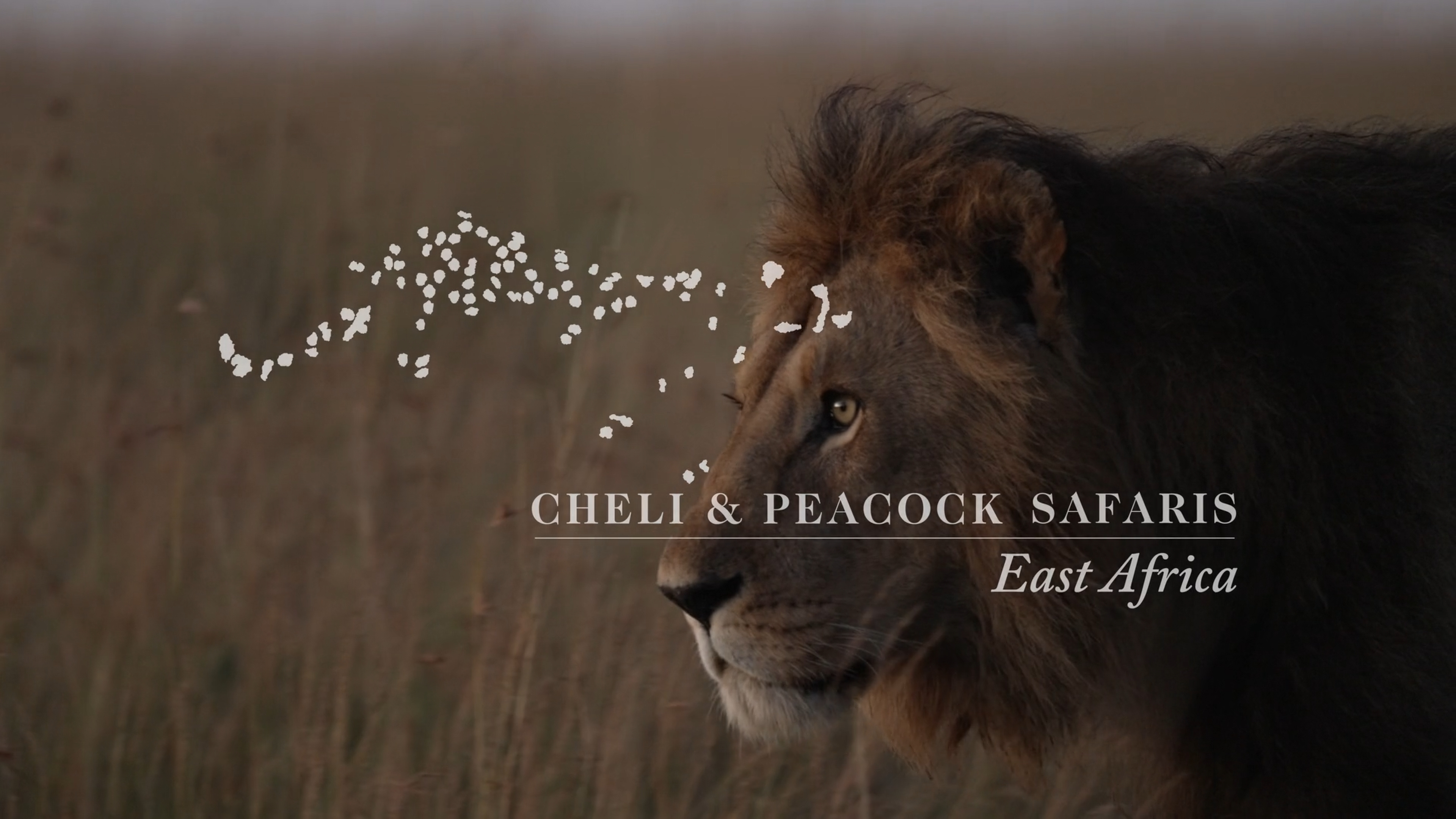 Cheli & Peacock Mobile Safaris — show artwork