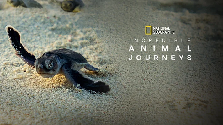 Incredible Animal Journeys — show artwork