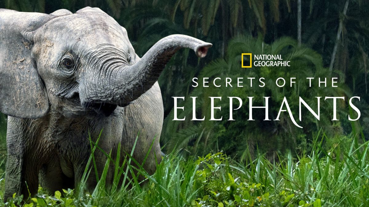 Secrets of the Elephants — show artwork
