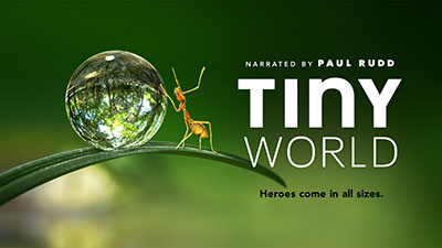 Tiny World — show artwork
