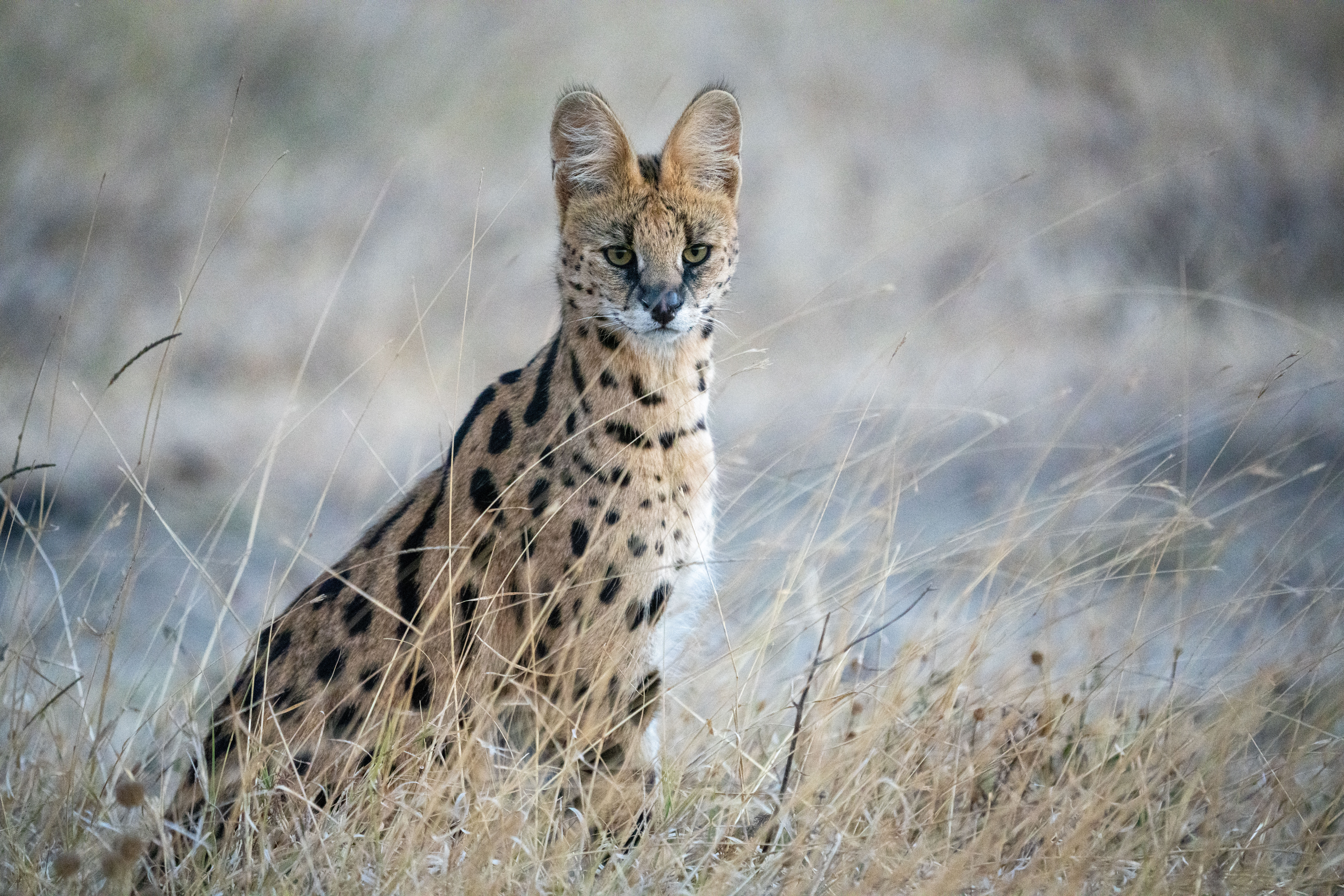 Serval in tall grass, long-lens